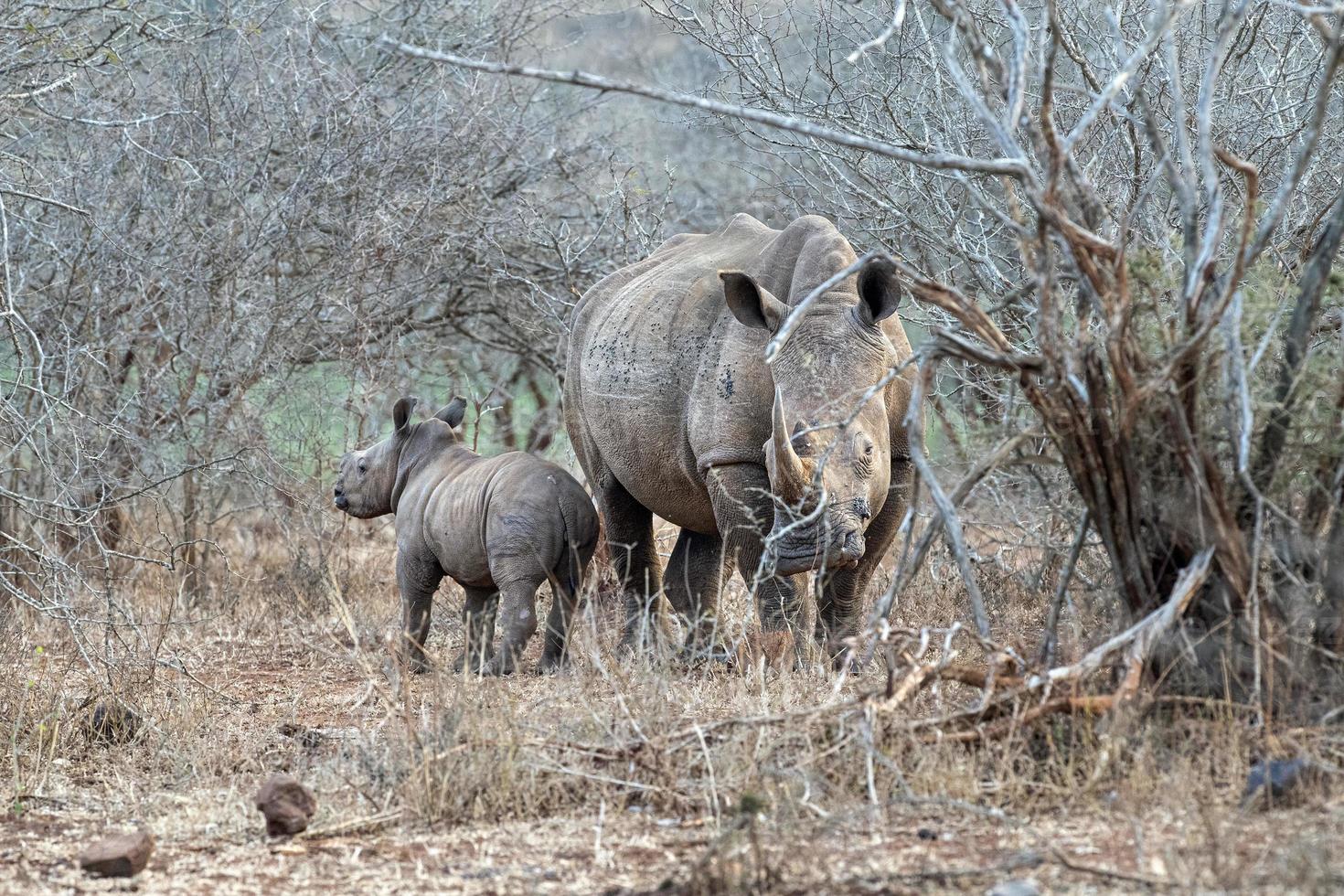 bambino rinoceronte e mamma kruger parco Sud Africa foto