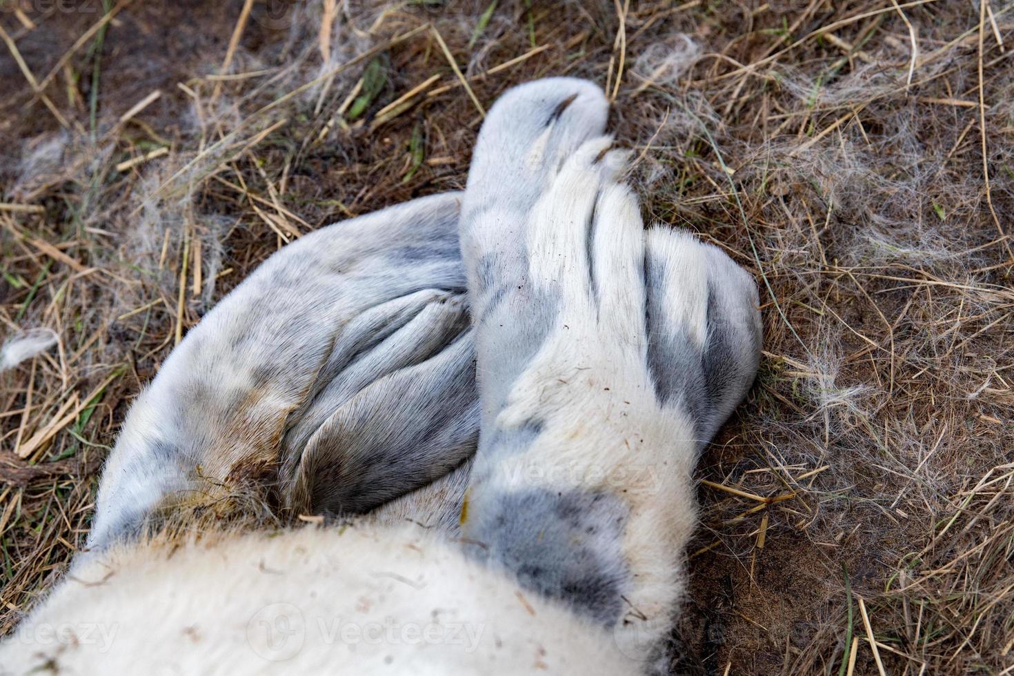 grigio foca cucciolo pinna dettaglio foto