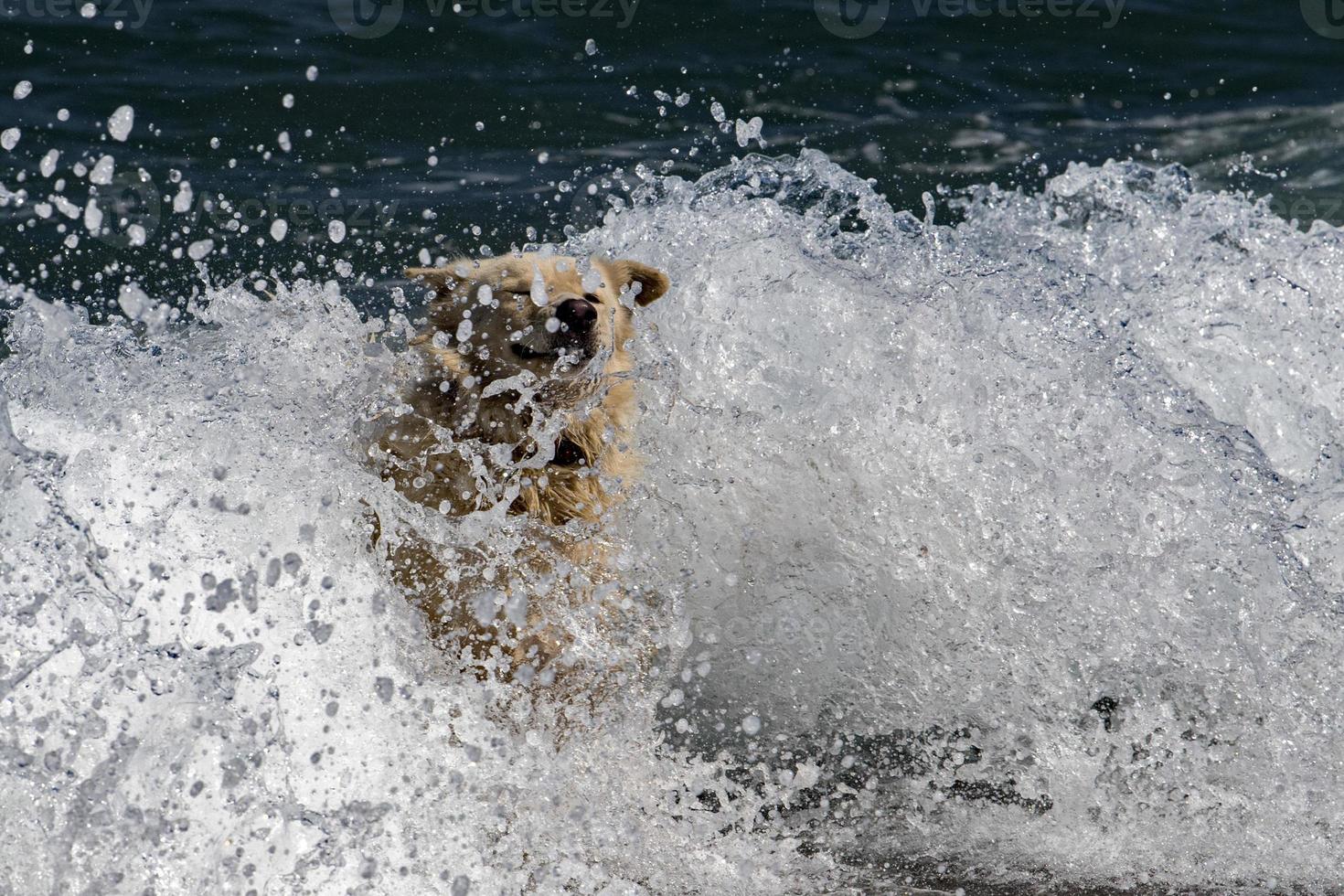 bianca lupo cane mentre guardare a voi a partire dal il mare foto