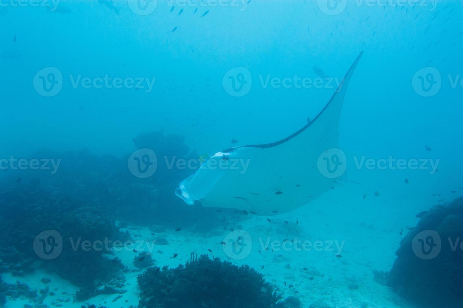 manta mentre immersione nel raja amp papua Indonesia foto