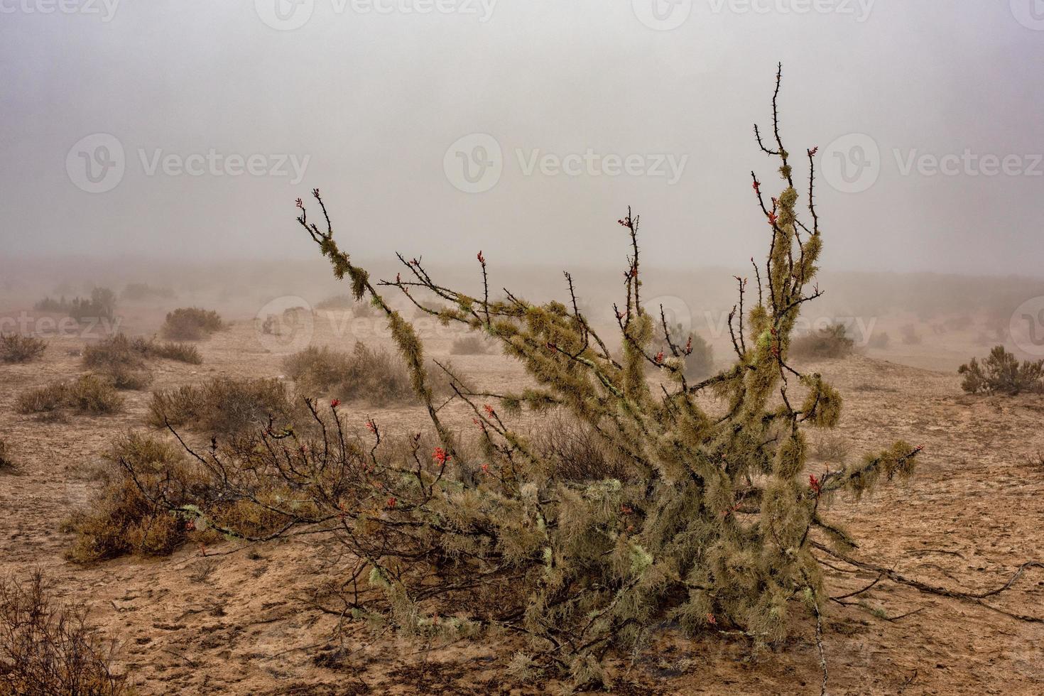 California cactus nel il nebbia sfondo foto