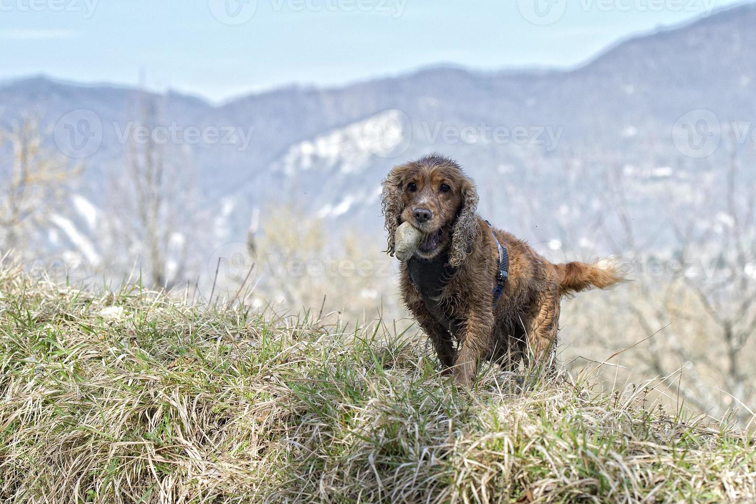 Happy dog cocker spaniel inglese mentre corri da te foto