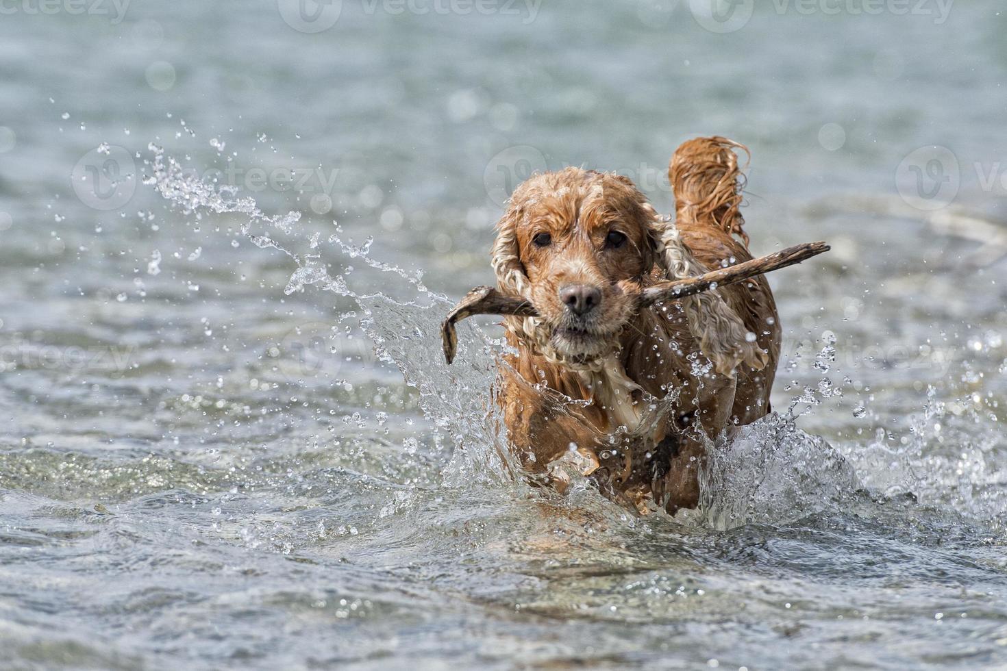 cucciolo cocker spaniel giocando in acqua foto