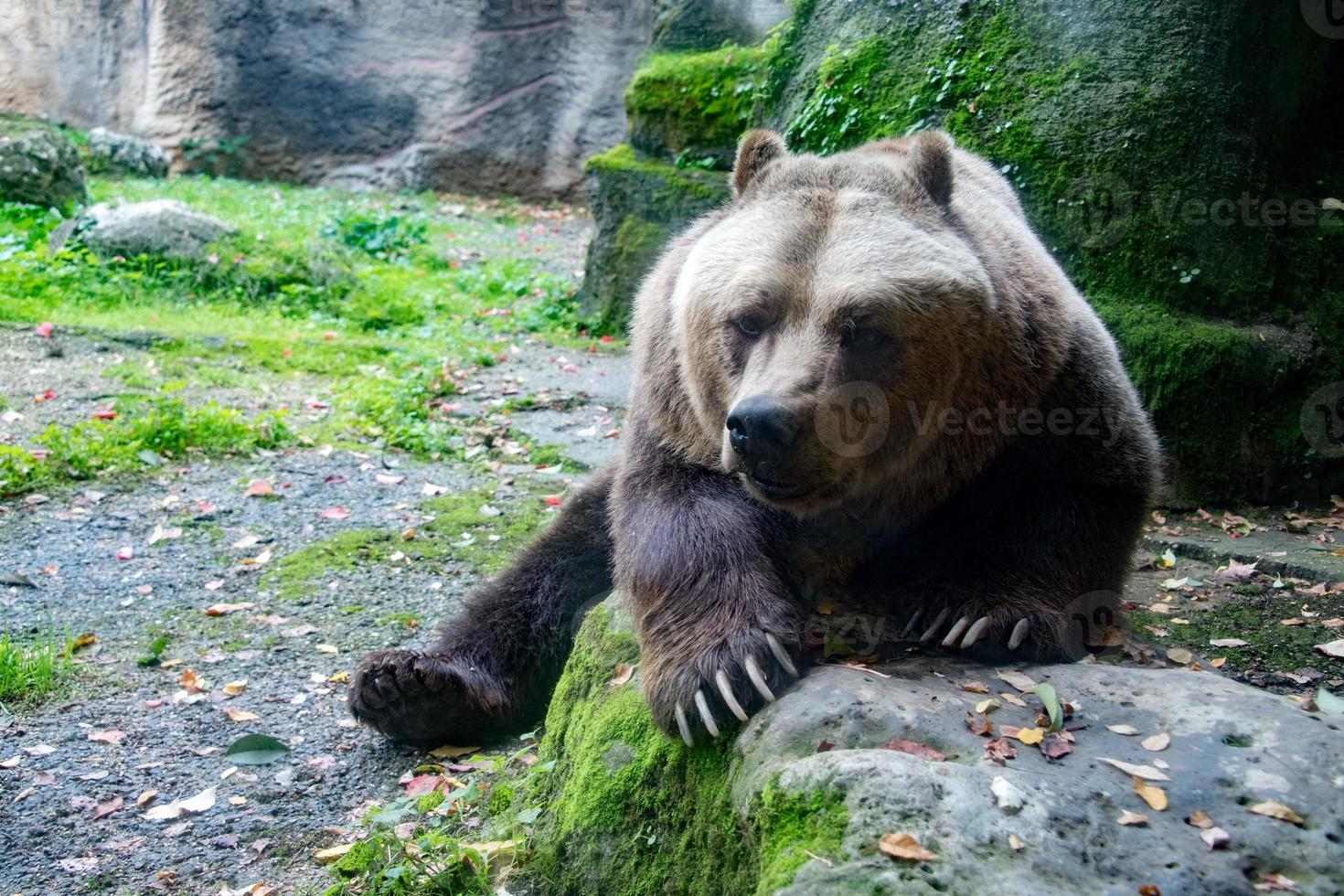 orso Marrone grizzly nel il foresta sfondo foto