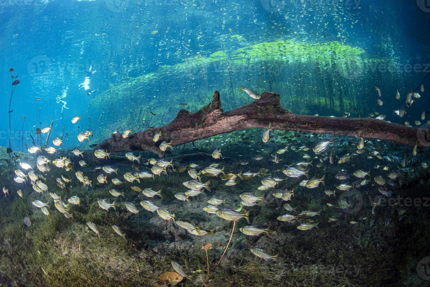 grotta immersione nel messicano cenote foto