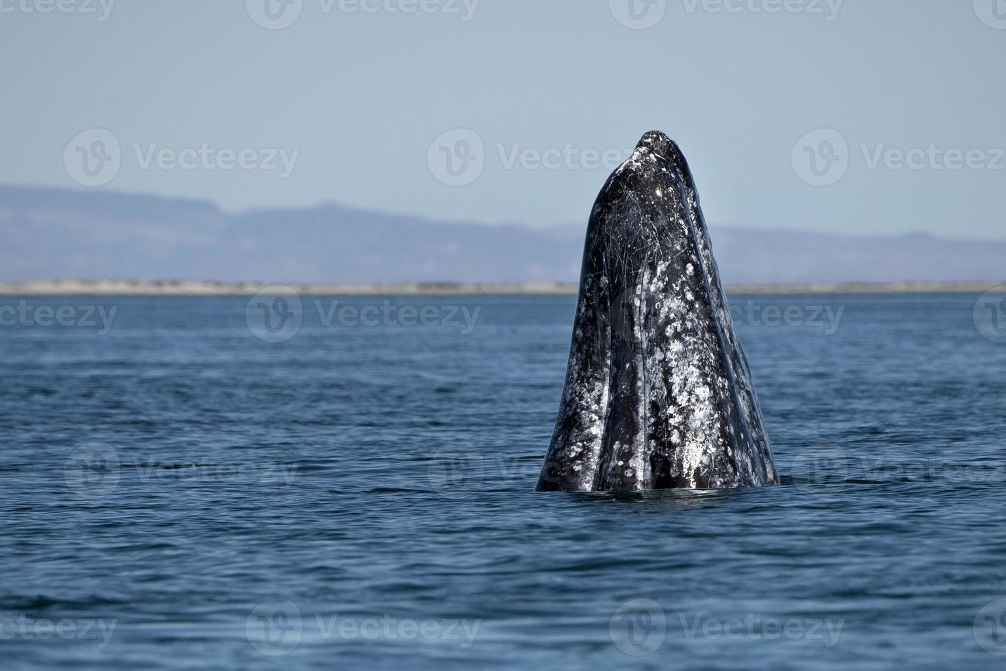 grigio balena Guardando nel baja California foto