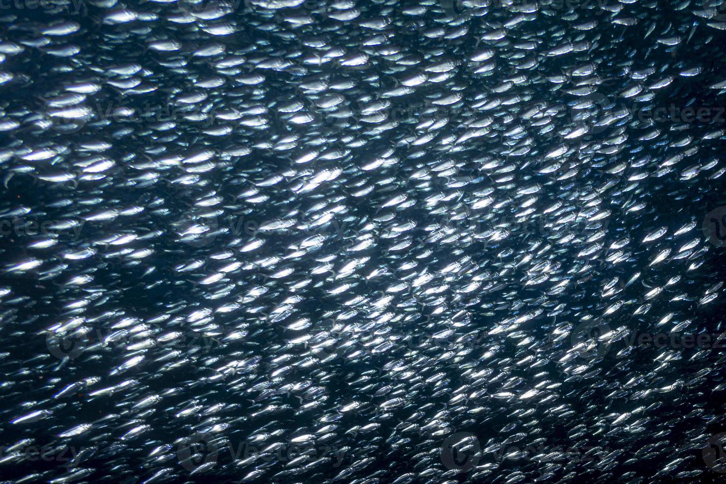 sardina scuola di pesce subacqueo vicino su foto