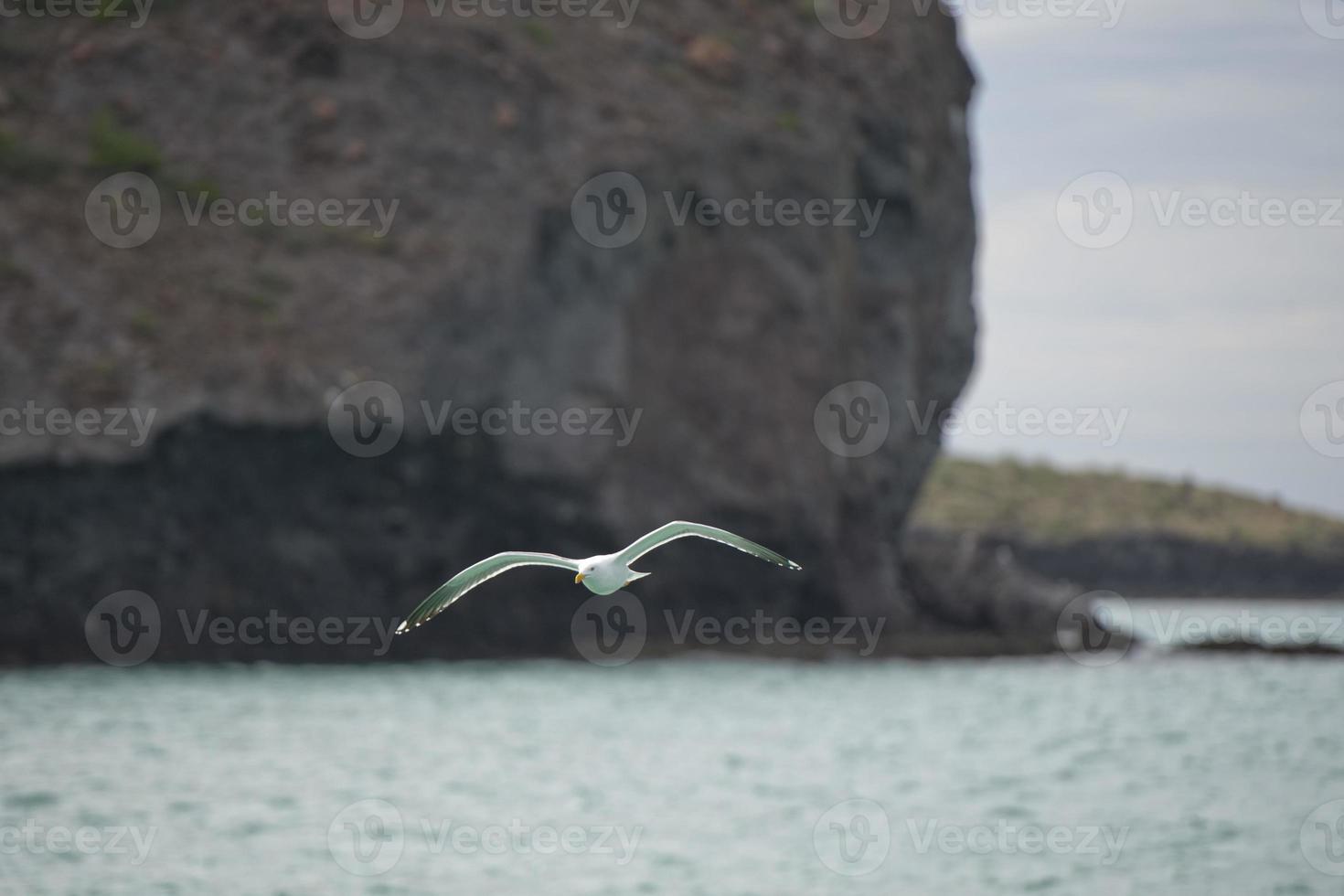 gabbiano volante per voi foto