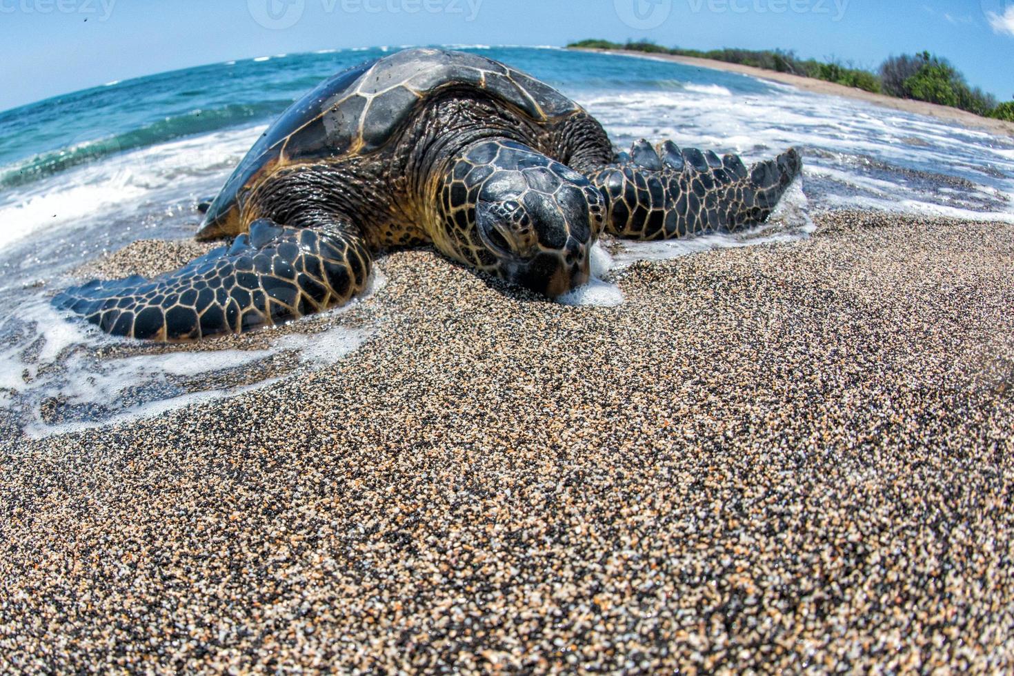 verde tartaruga a grande isola su il riva nel Hawaii foto