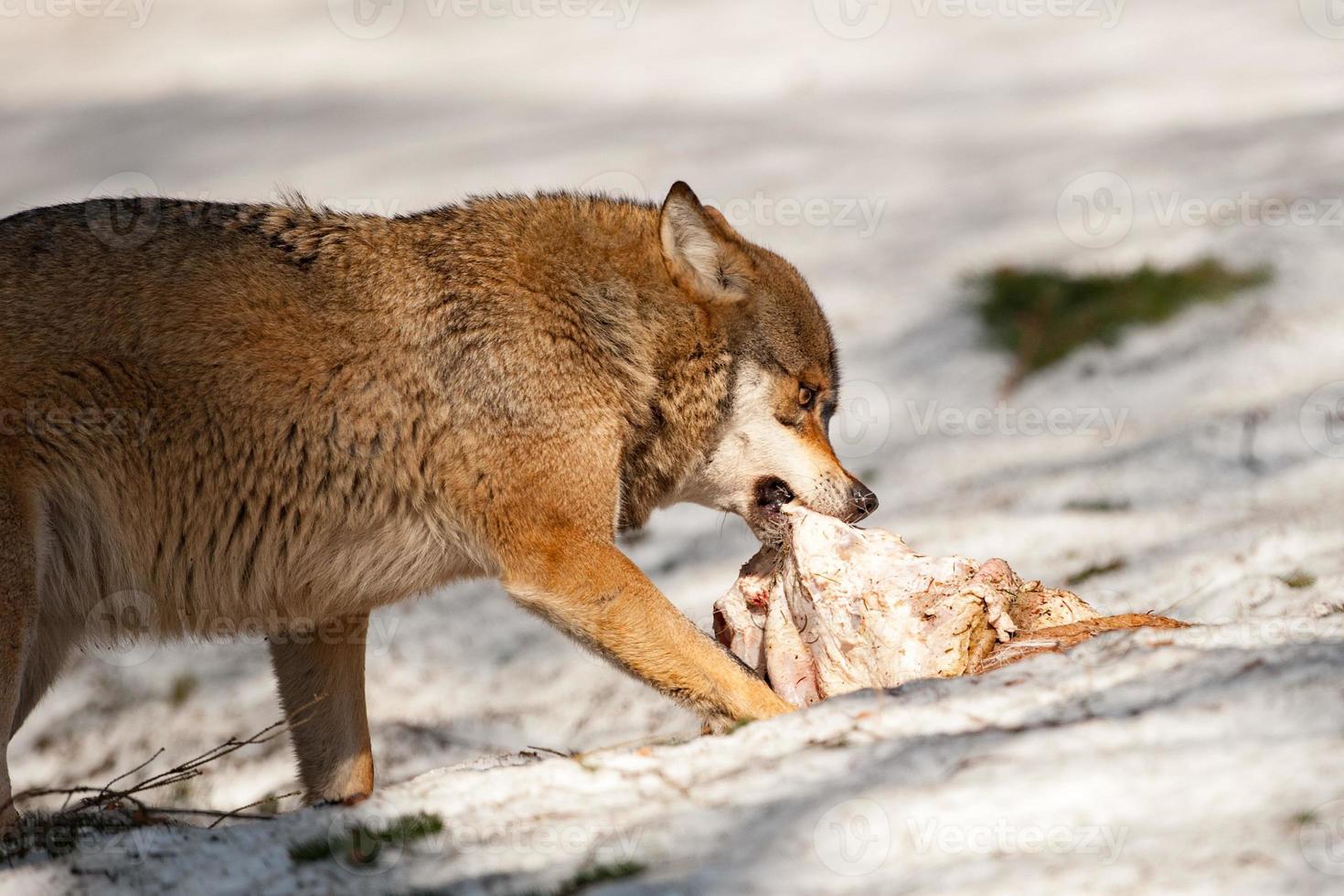 lupo mangiare nel il neve foto