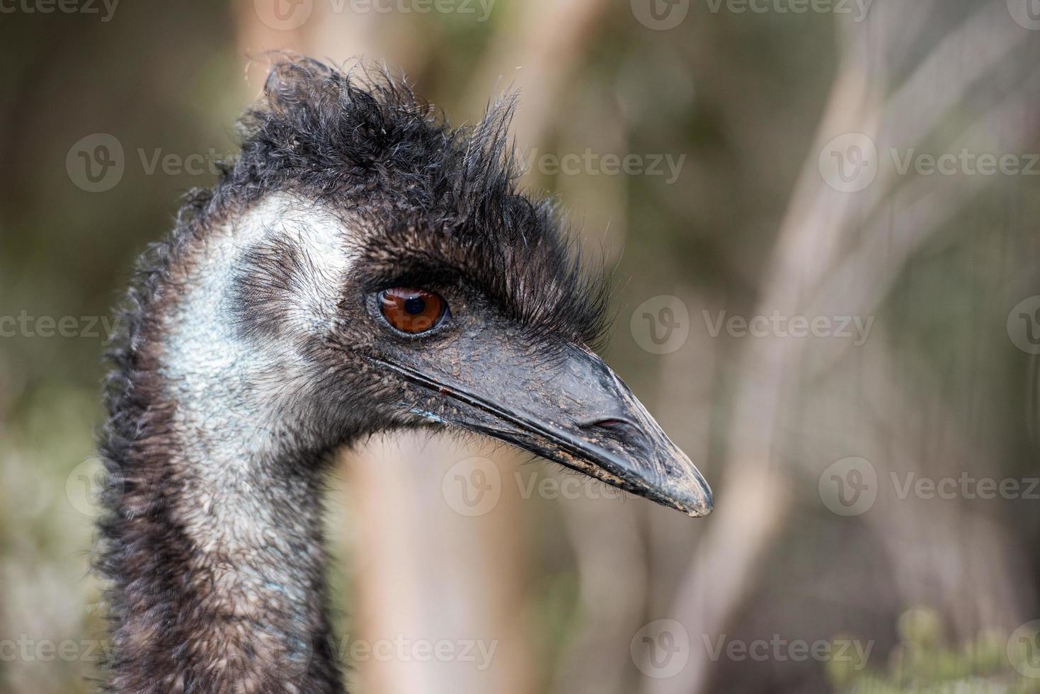 selvaggio emu vicino su ritratto foto