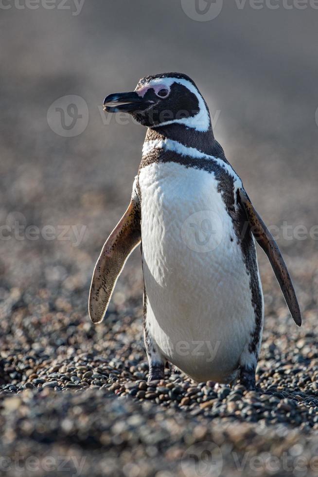 patagonia pinguino vicino su ritratto foto