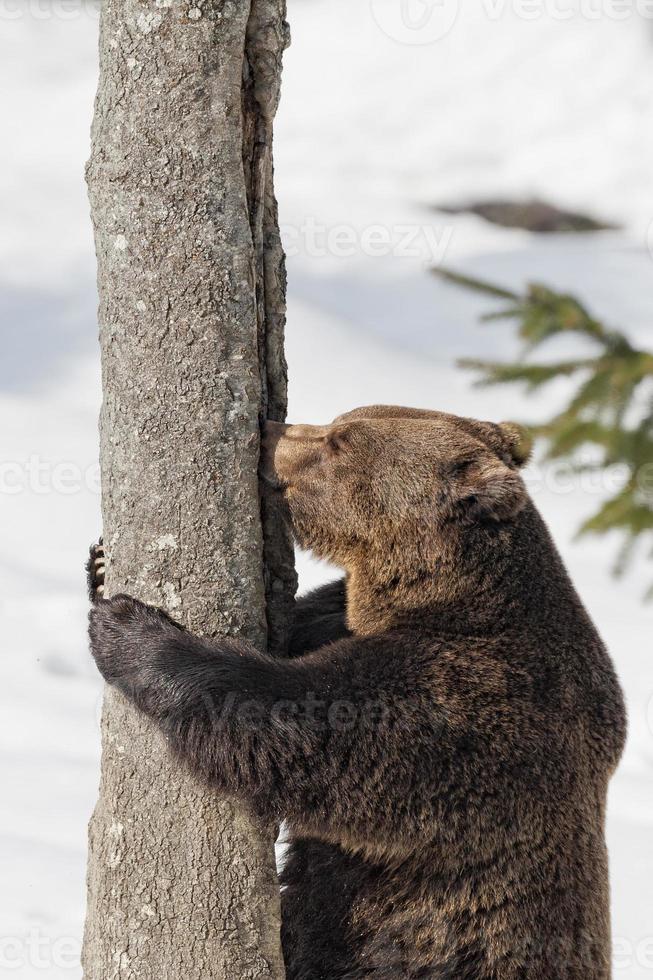 Marrone orso grizzly nel il neve sfondo foto