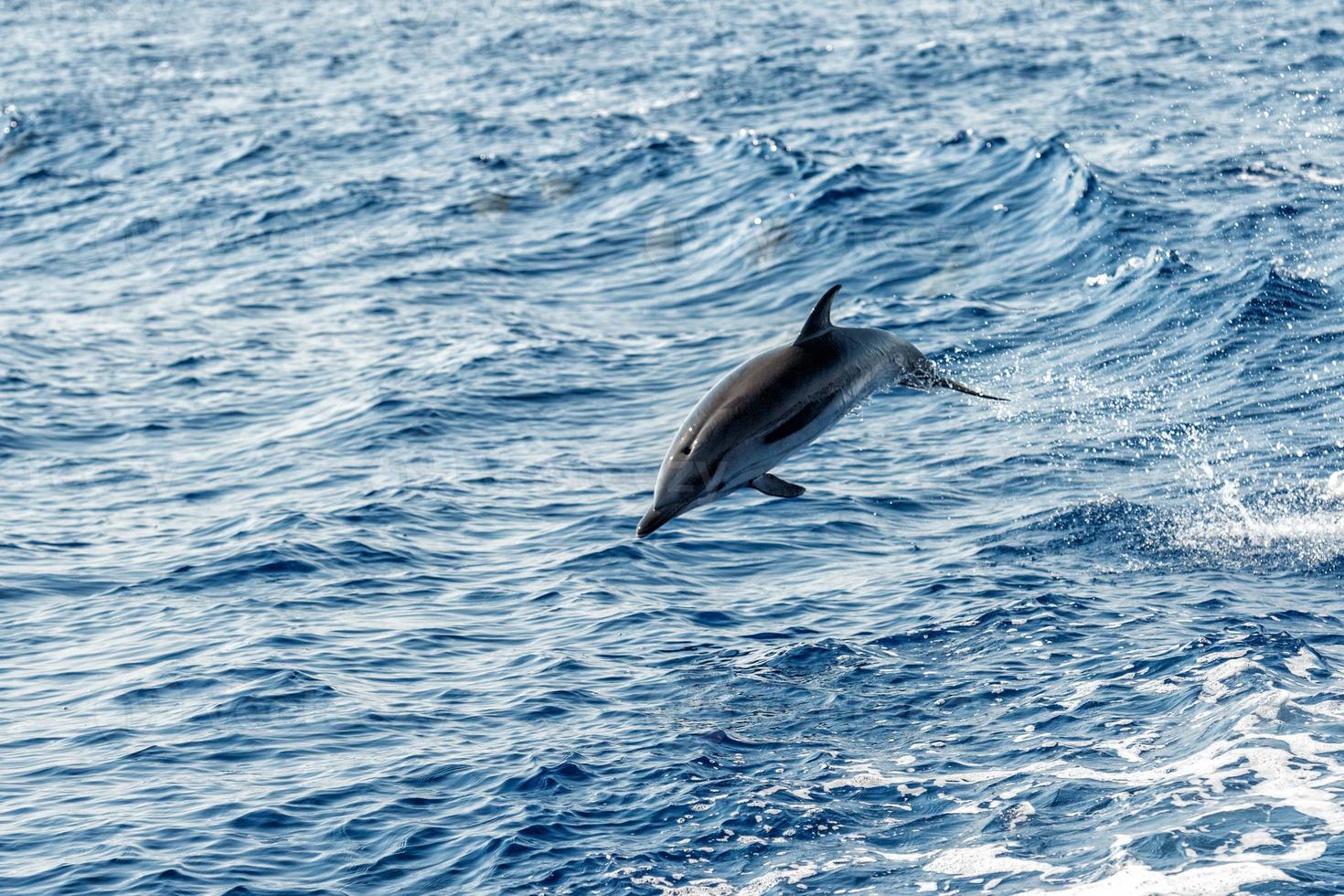 delfini mentre salto nel il in profondità blu mare foto