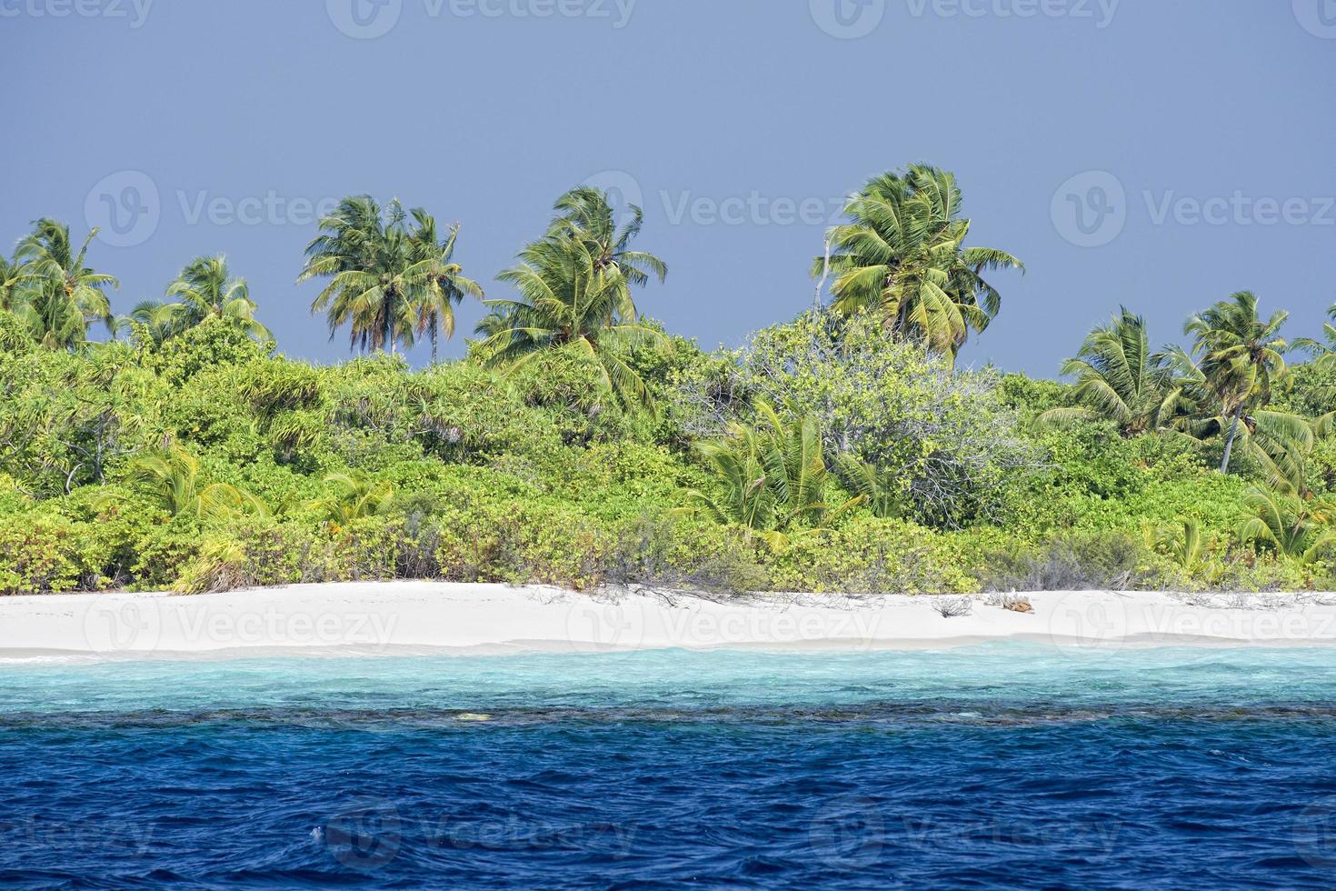 Maldive tropicale Paradiso spiaggia cristallo acqua Noce di cocco albero isola foto