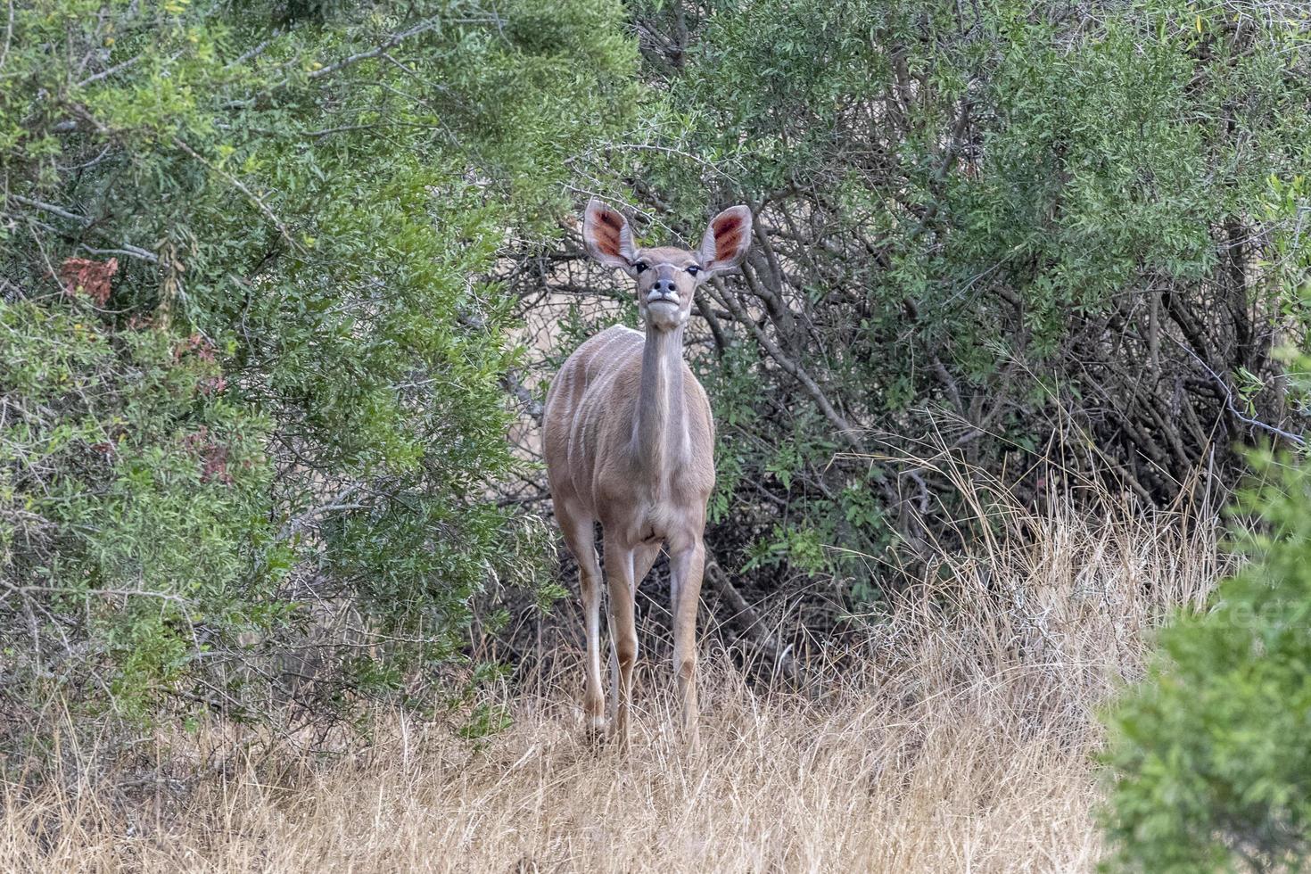 femmina maggiore kudu africano antilope nel kruger parco guardare a voi foto