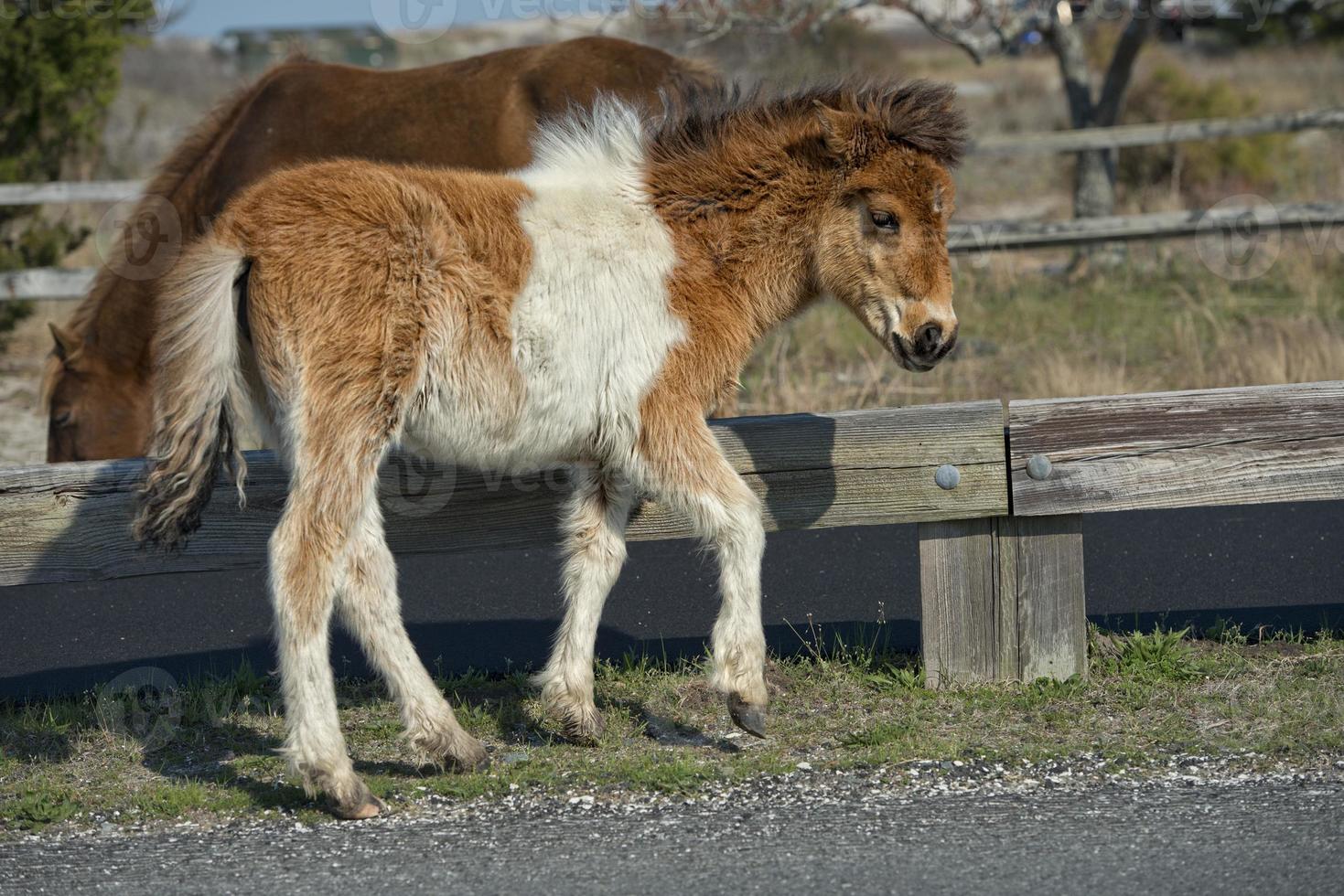 assateague cavallo bambino giovane cucciolo selvaggio pony foto