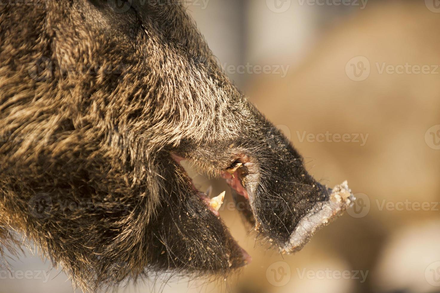 un' selvaggio Maiale bocca mentre mangiare foto