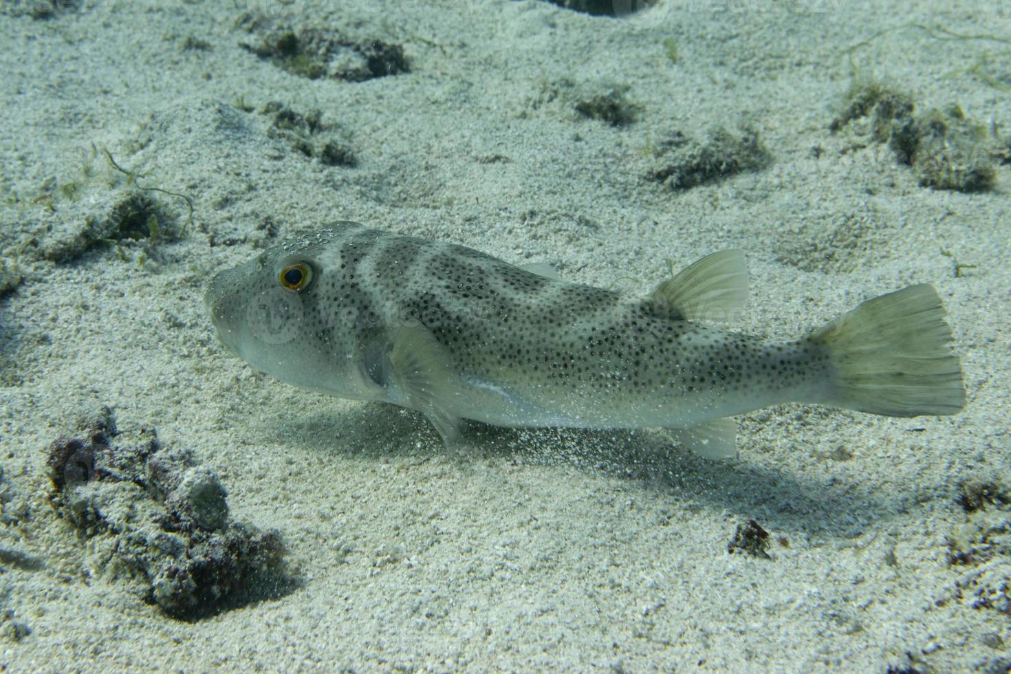 scatola pesce subacqueo ritratto foto