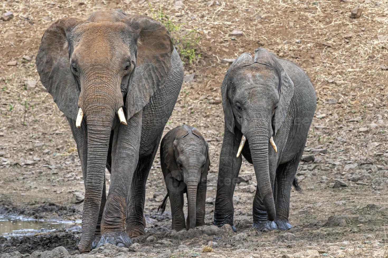 famiglia con bambino elefante nel kruger parco Sud Africa foto