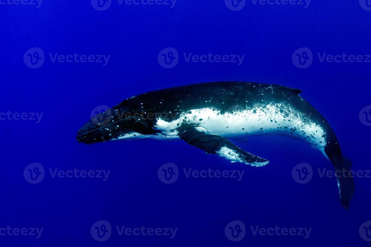 gobba balena subacqueo nel moorea francese polinesia foto