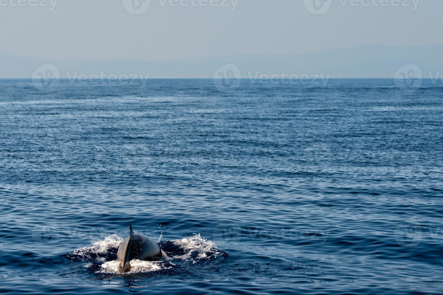 raro Oca becco balena delfino ziphius cavirostri foto