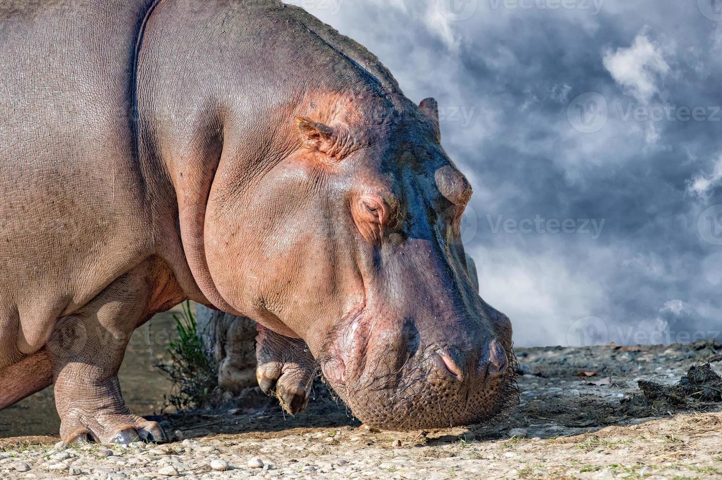 bianca rinoceronte ritratto vicino su nel il cielo foto