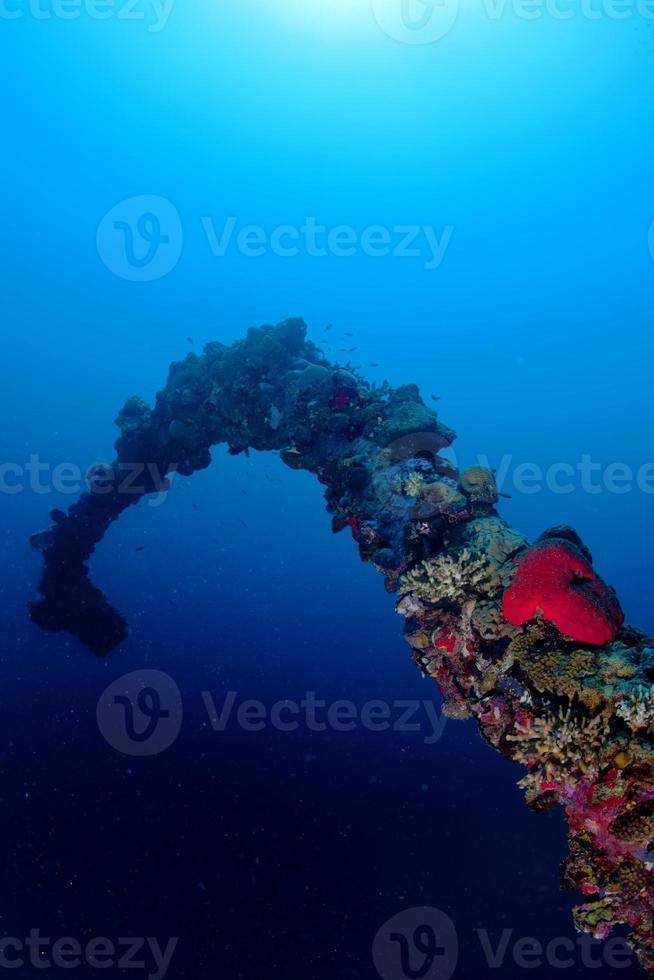 rosso mare coralli e pesce su il blu sfondo foto