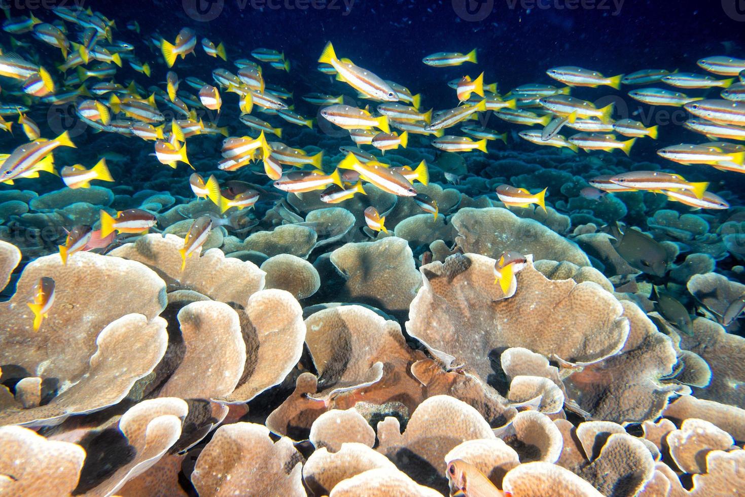 Maldive coralli Casa per Pesci foto