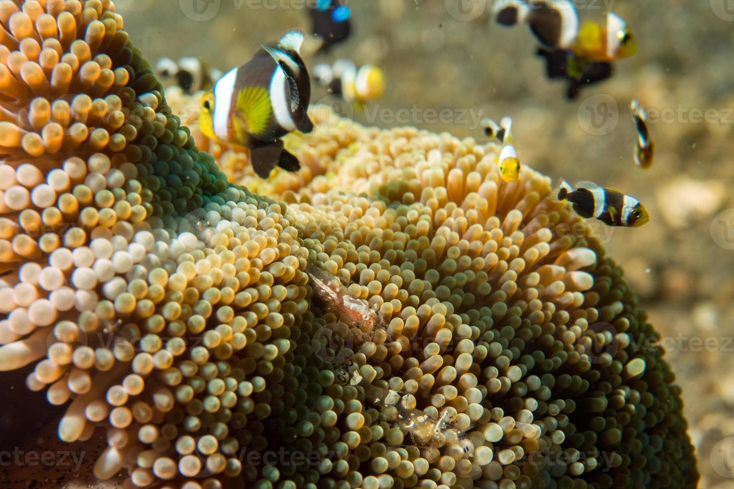 clown pesce dentro rosa viola anemone con gamberetto foto