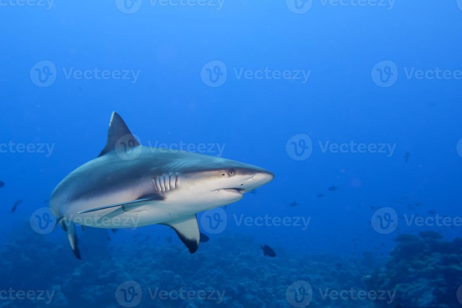 un' grigio squalo fauci pronto per attacco subacqueo vicino su ritratto foto