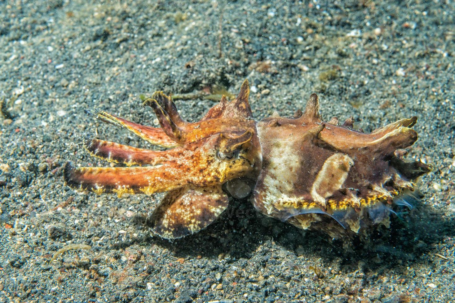 colorato calamaro seppia fiammeggiante subacqueo foto