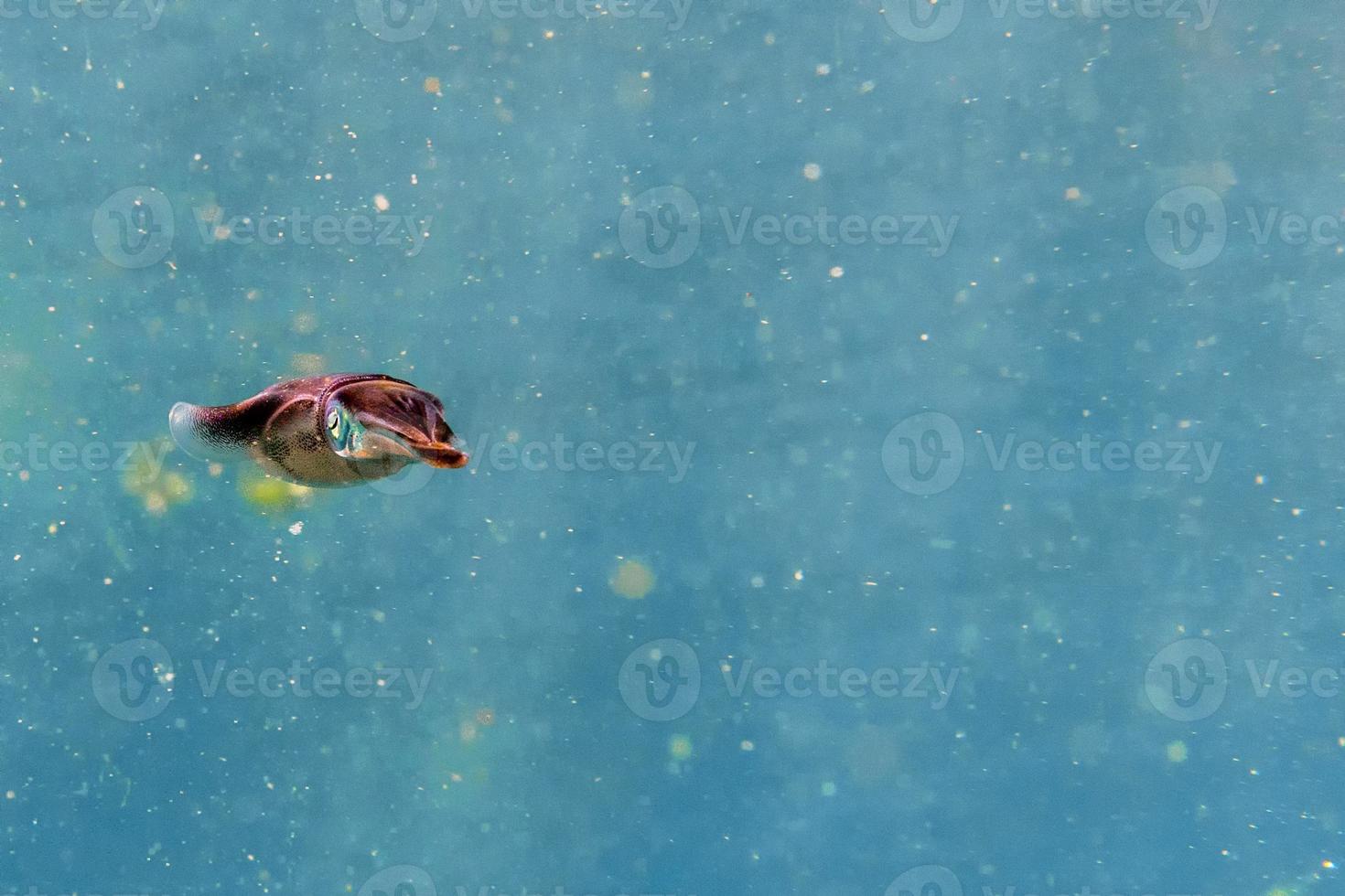 calamaro seppia subacqueo vicino su foto