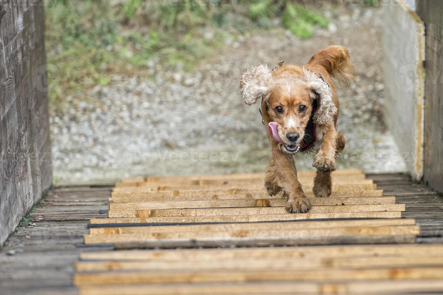 Happy dog cocker spaniel inglese mentre corri da te foto