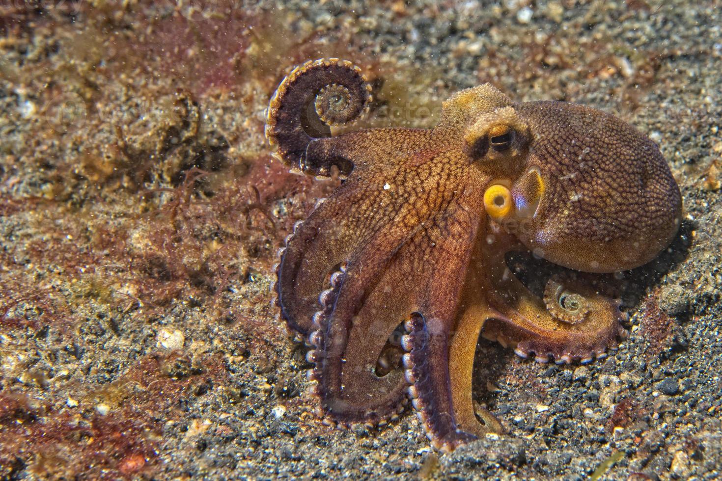 Noce di cocco polpo subacqueo ritratto foto