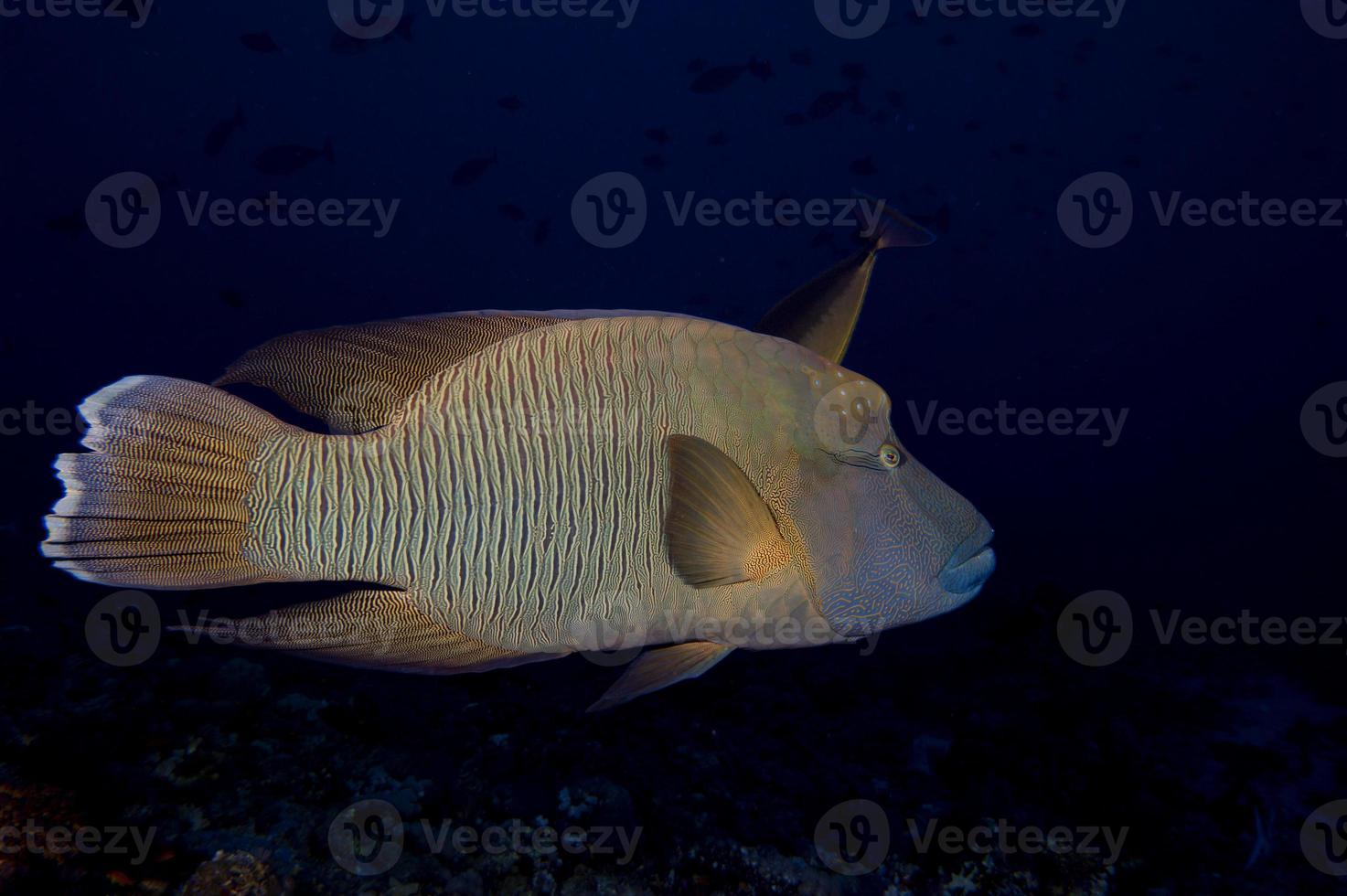 un' Napoleone pesce nel il nero sfondo foto