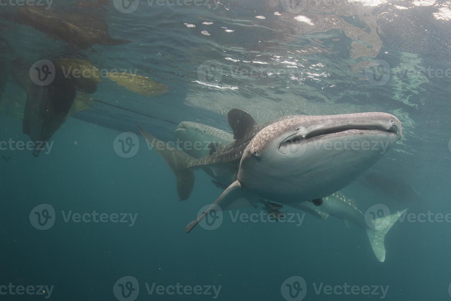 balena squalo vicino su subacqueo ritratto foto