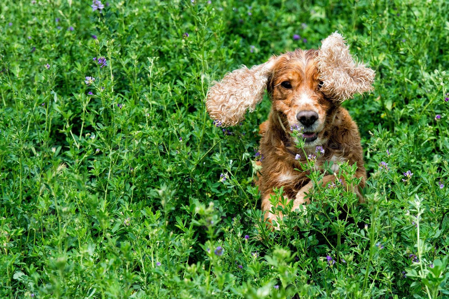 Happy dog cocker spaniel inglese mentre corri da te foto