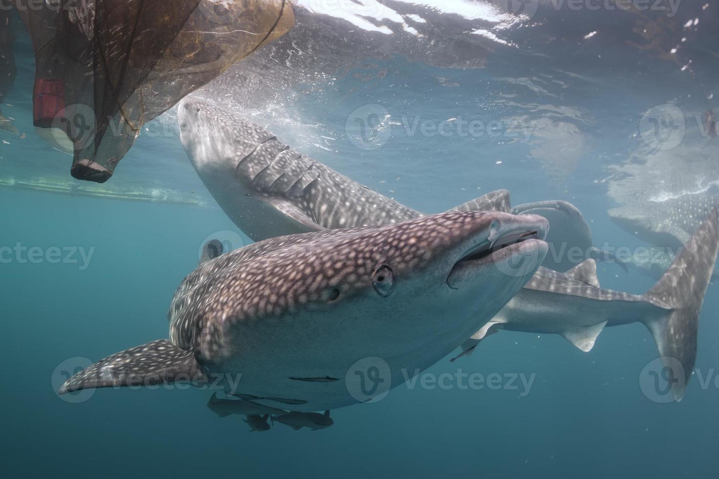 balena squalo vicino su subacqueo ritratto foto