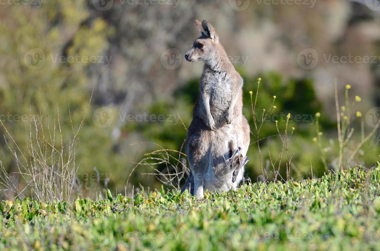 un' canguro a il canguro confine strada riserva vicino bagno nel nuovo Sud Galles, Australia foto