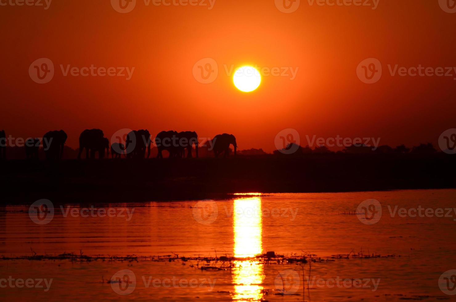 elefanti su il banche di il chobe fiume a tramonto foto
