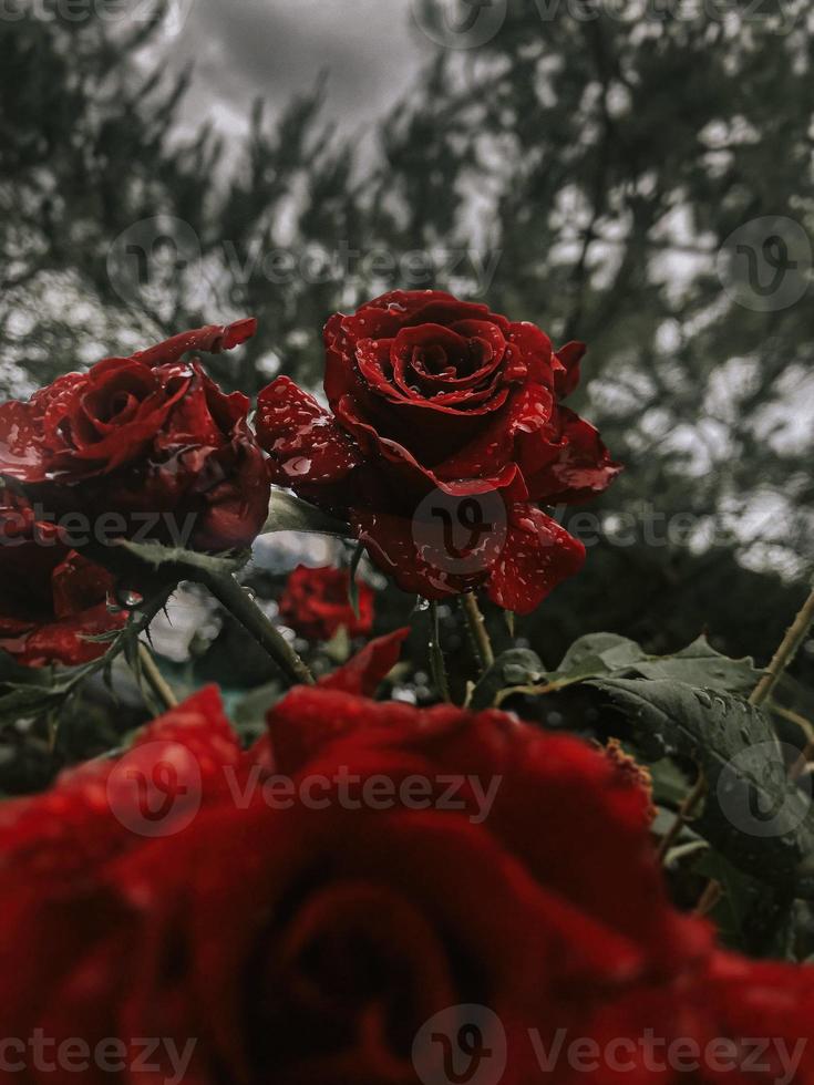 romantico sfondo con rosso rosa sotto il pioggia su nero foto