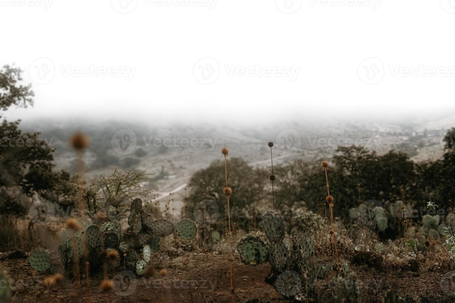 messicano paesaggio con cactus e agavi foto