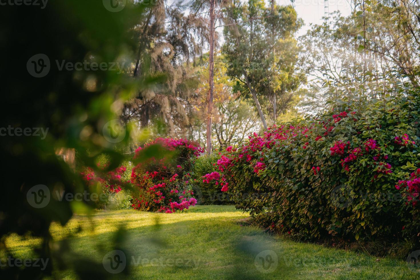 verde paesaggio giardino con rosso fiori foto