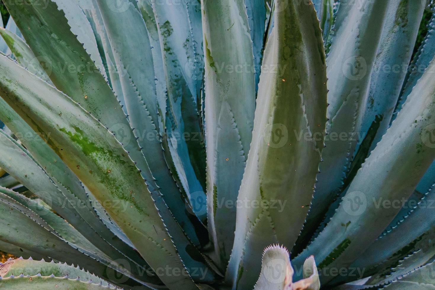 Agave le foglie strutturato sfondo foto