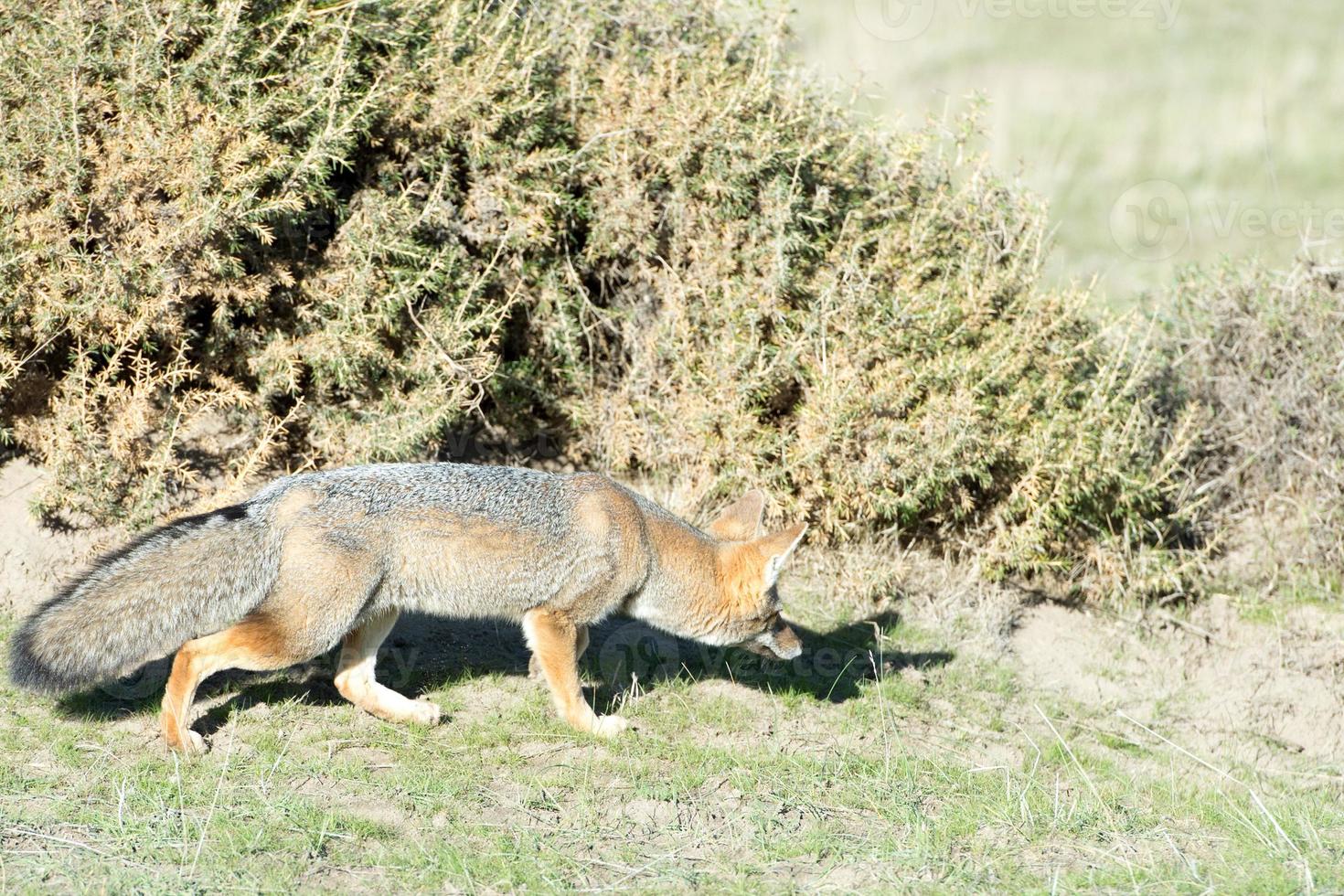 grigio Volpe a caccia su il erba foto