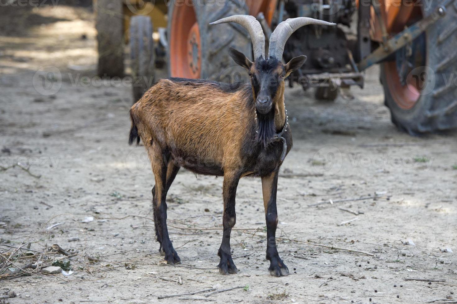 adulto Marrone e nero capra foto