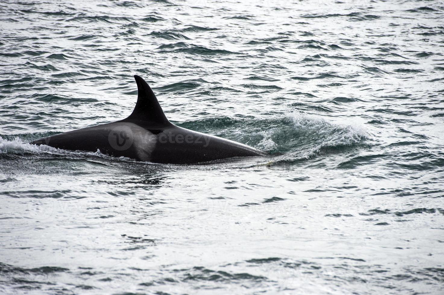orca uccisore balena attacco un' foca mare Leone su il spiaggia foto