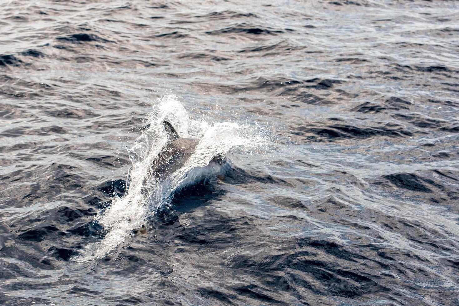 delfini mentre salto nel il in profondità blu mare foto