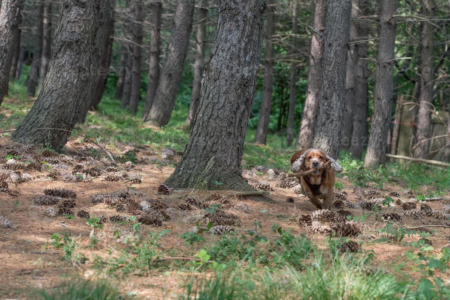 cane cucciolo cocker spaniel in esecuzione nel il foresta foto